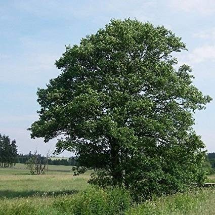 Changing the world – how you can plant trees with Coacto